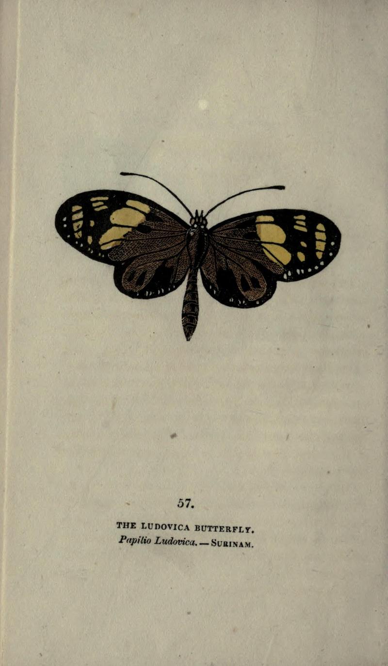The book of butterflies, sphinxes and moths (Plate LVII) (6800132306)