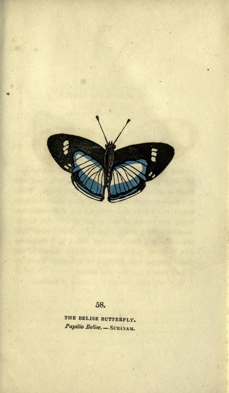 The book of butterflies, sphinxes and moths (Plate LVIII) BHL21521296