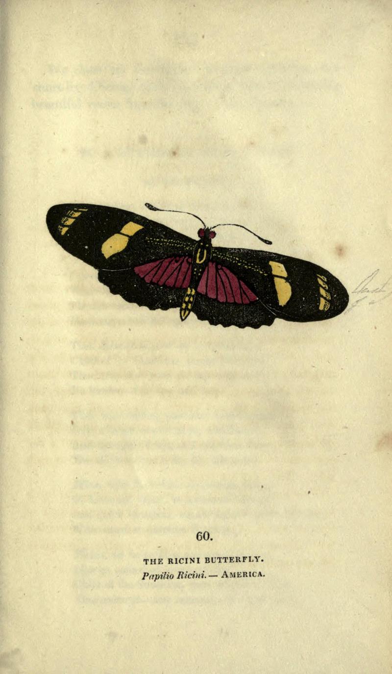 The book of butterflies, sphinxes and moths (Plate LX) BHL21521302