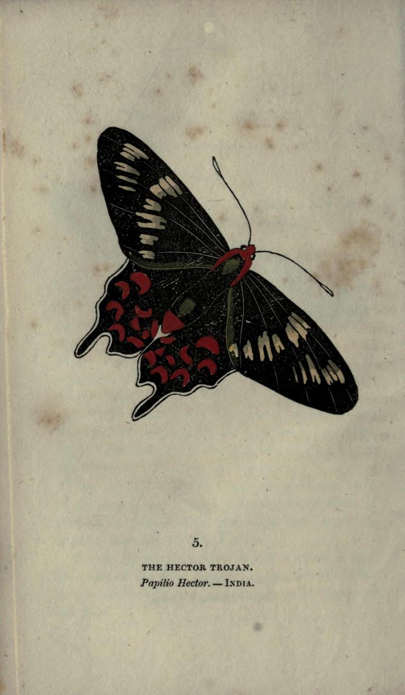 The book of butterflies, sphinxes and moths (Plate V) (6800114358)