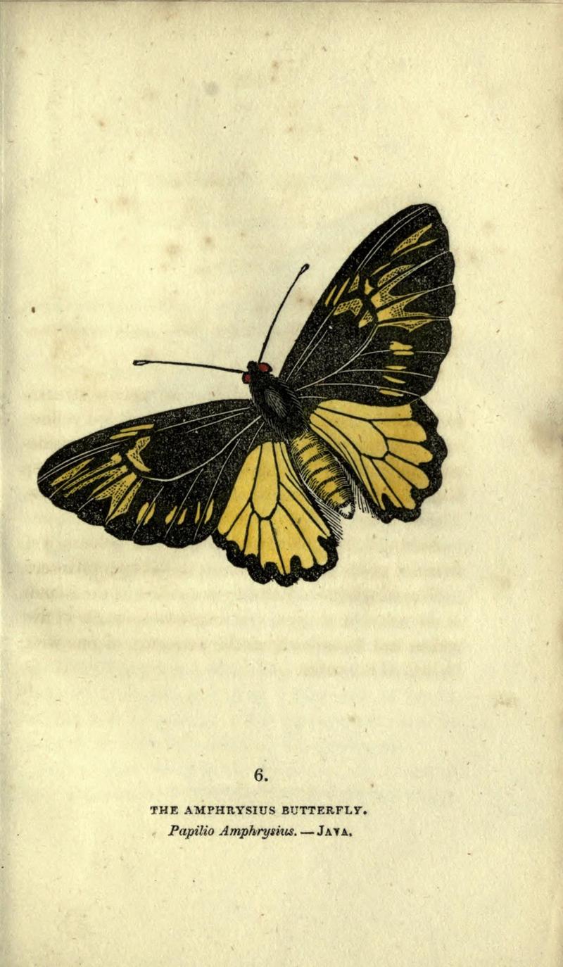The book of butterflies, sphinxes and moths (Plate VI) (6946220503)