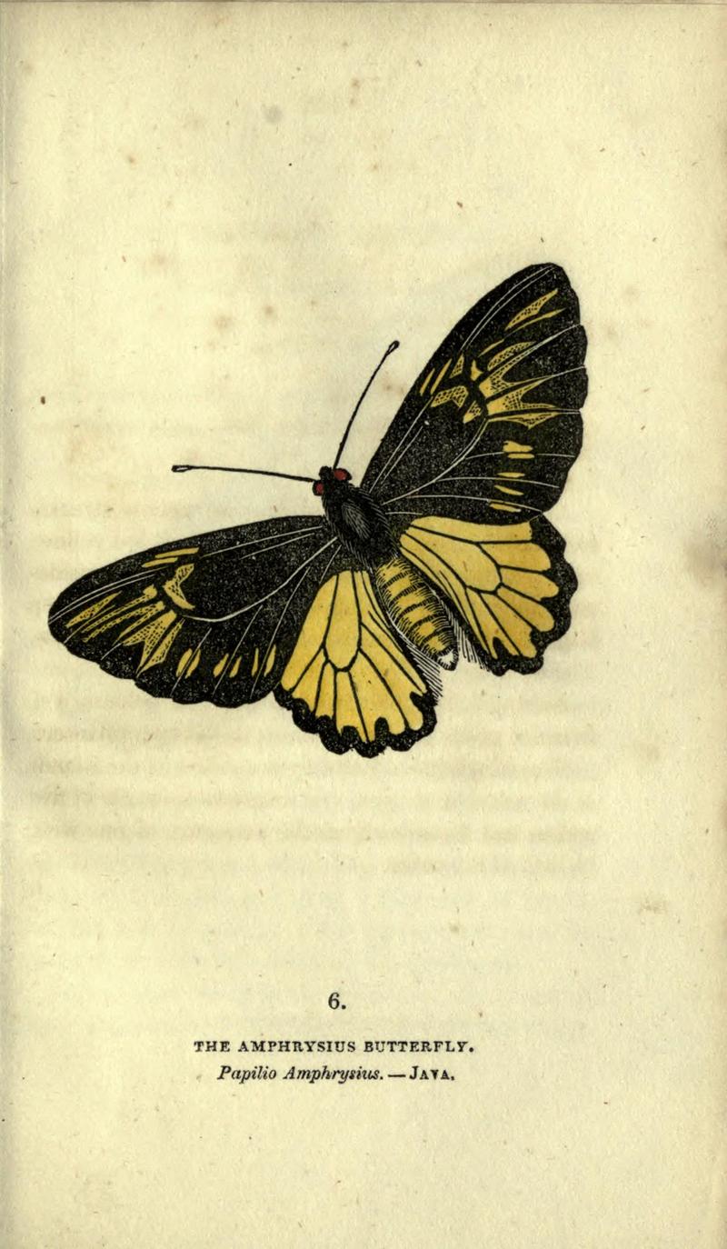 The book of butterflies, sphinxes and moths (Plate VI) BHL21521114