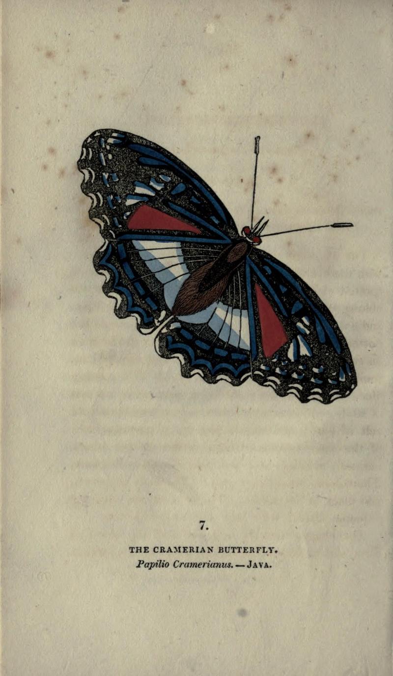 The book of butterflies, sphinxes and moths (Plate VII) (6800115152)