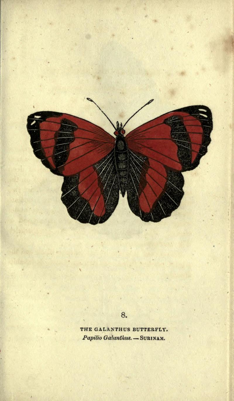The book of butterflies, sphinxes and moths (Plate VIII) BHL21521120