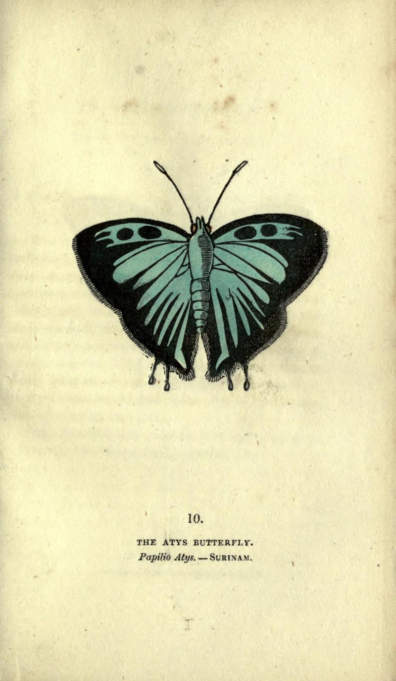 The book of butterflies, sphinxes and moths (Plate X) (6800116242)
