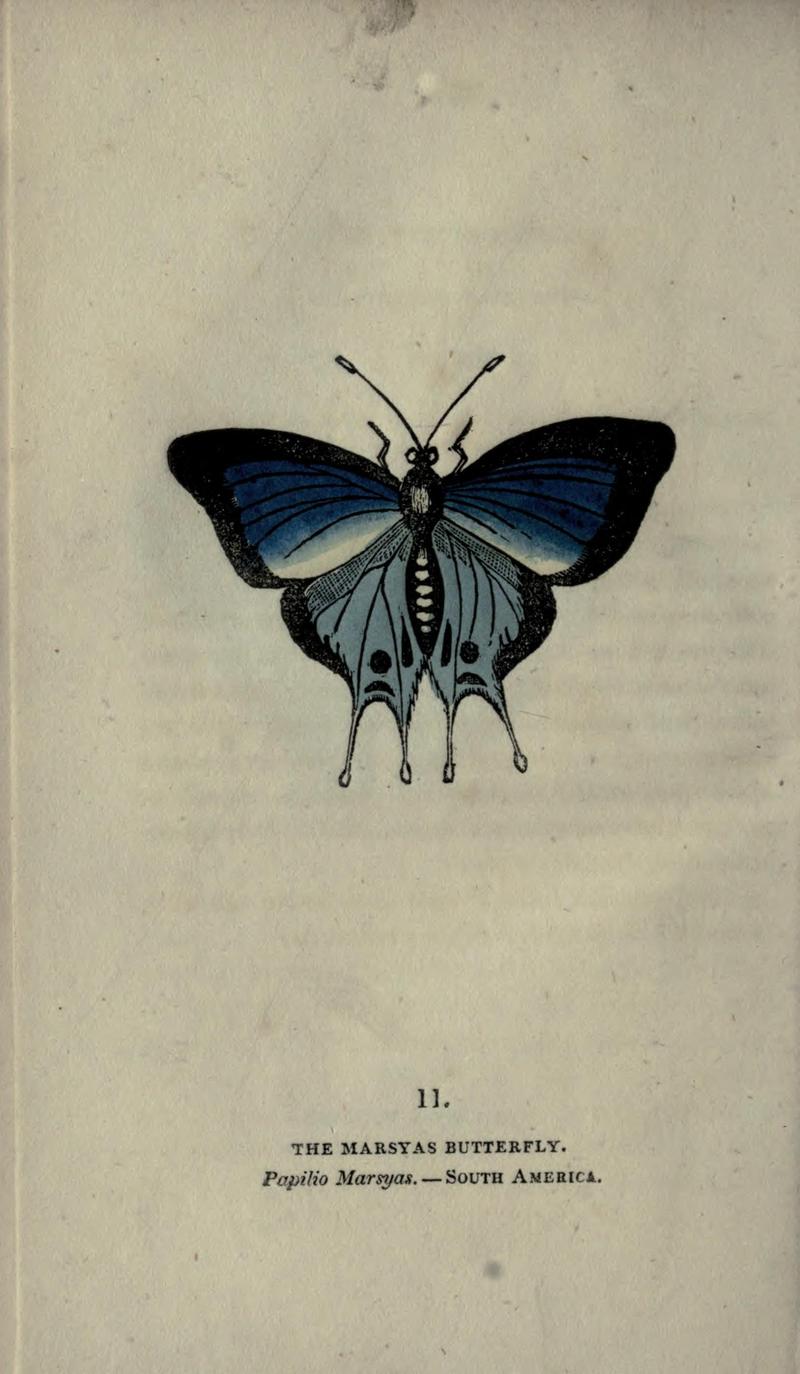 The book of butterflies, sphinxes and moths (Plate XI) (6800116530)