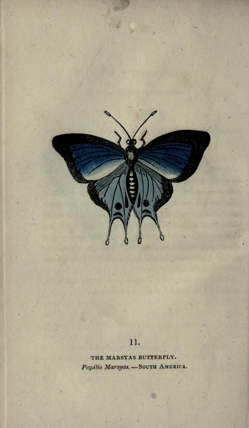 The book of butterflies, sphinxes and moths (Plate XI) BHL21521129