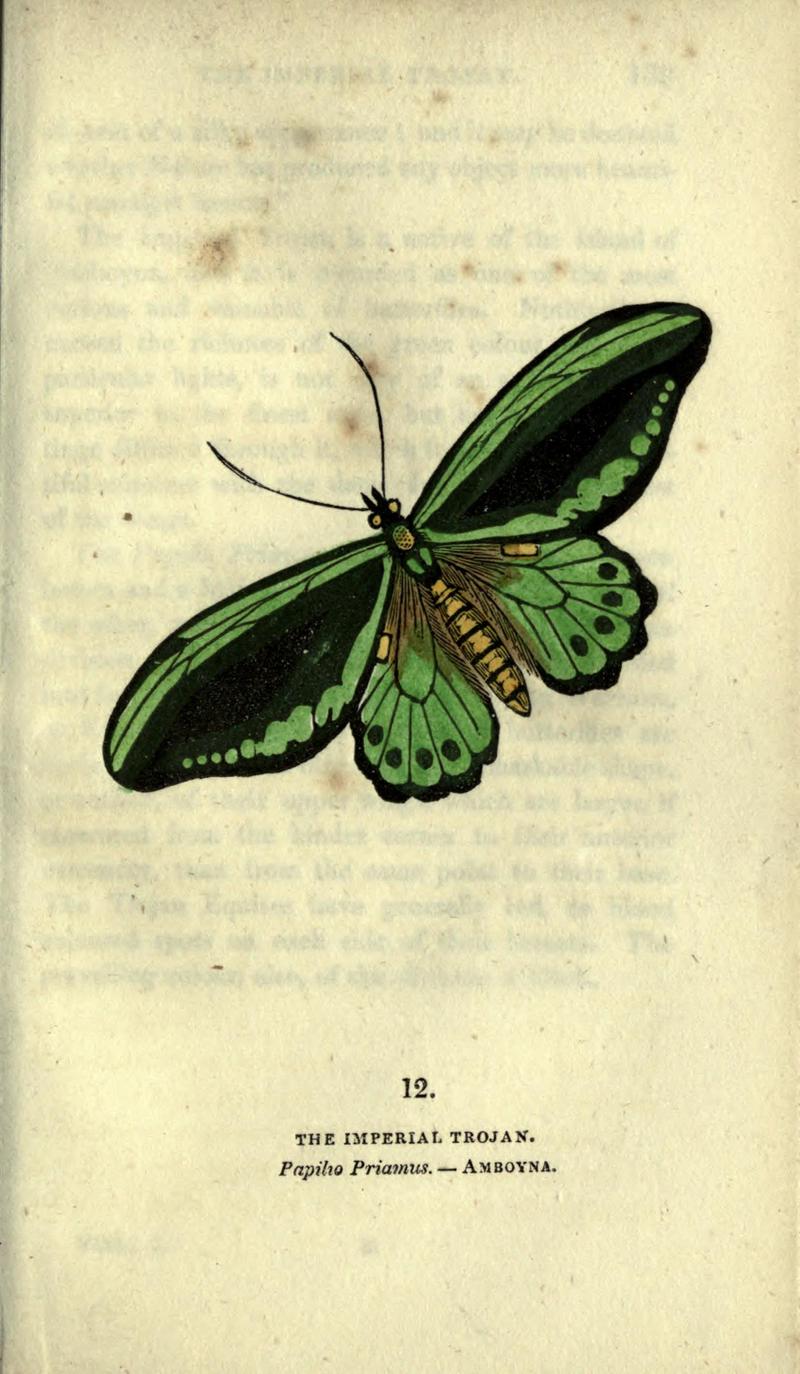 The book of butterflies, sphinxes and moths (Plate XII) BHL21521132