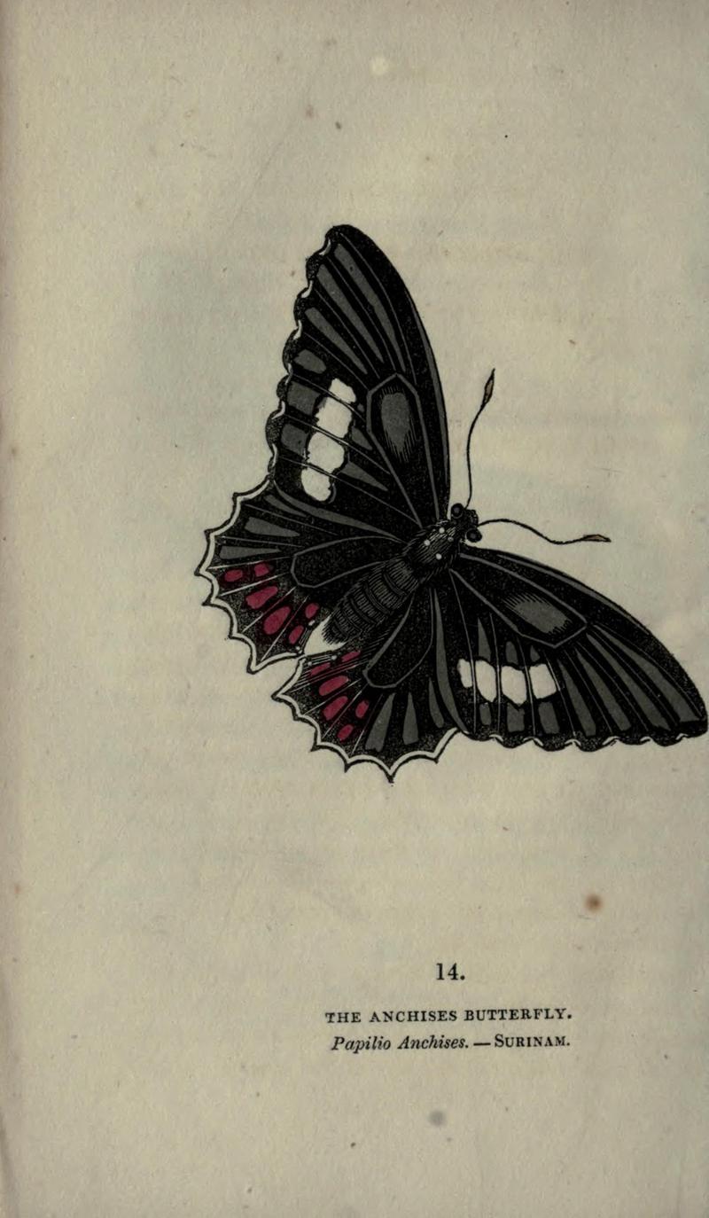 The book of butterflies, sphinxes and moths (Plate XIV) (6946223219)