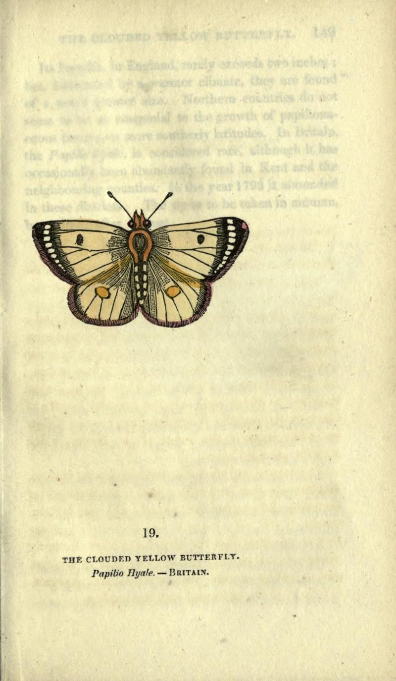 The book of butterflies, sphinxes and moths (Plate XIX) (6946224901)
