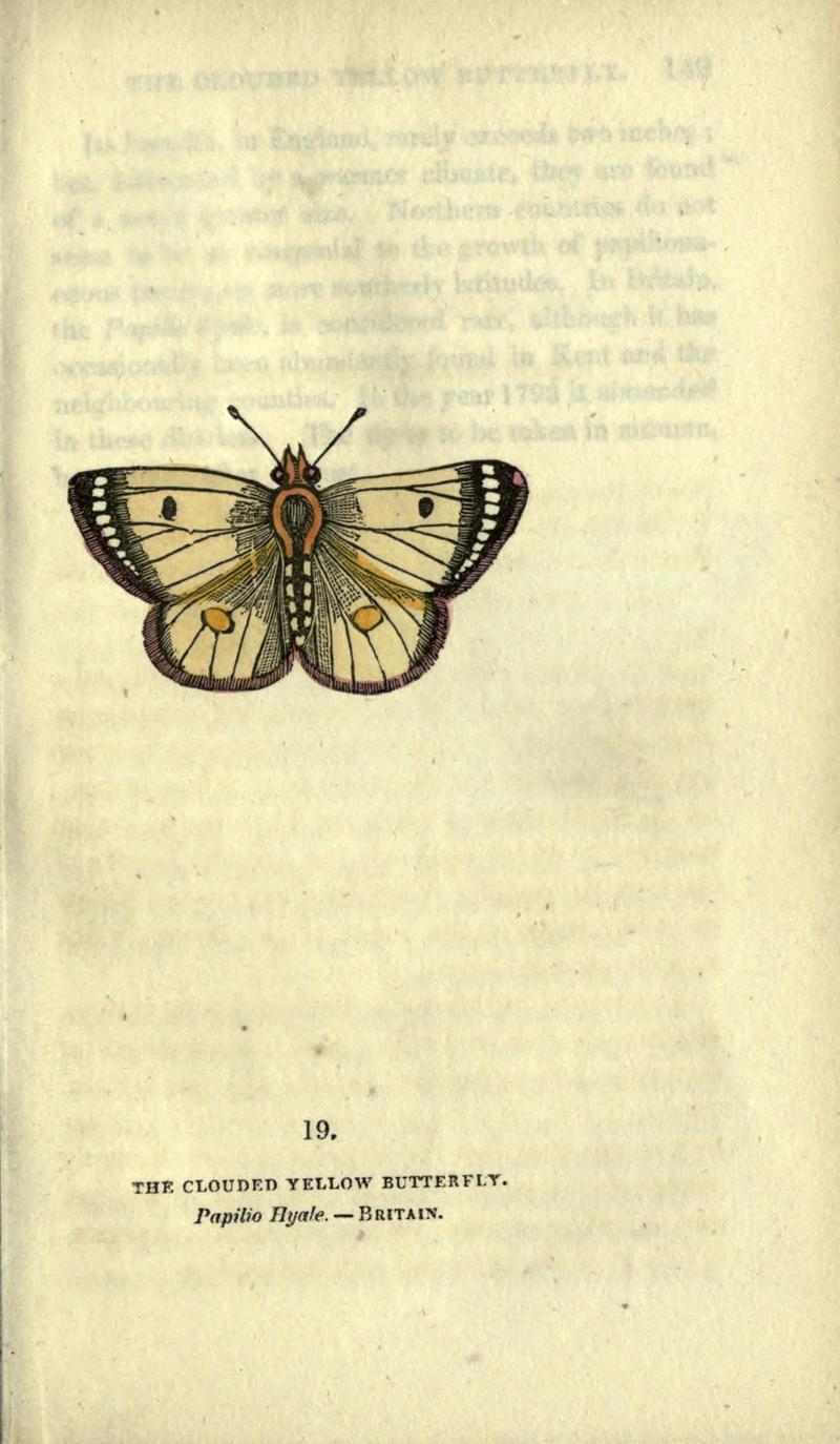 The book of butterflies, sphinxes and moths (Plate XIX) BHL21521156