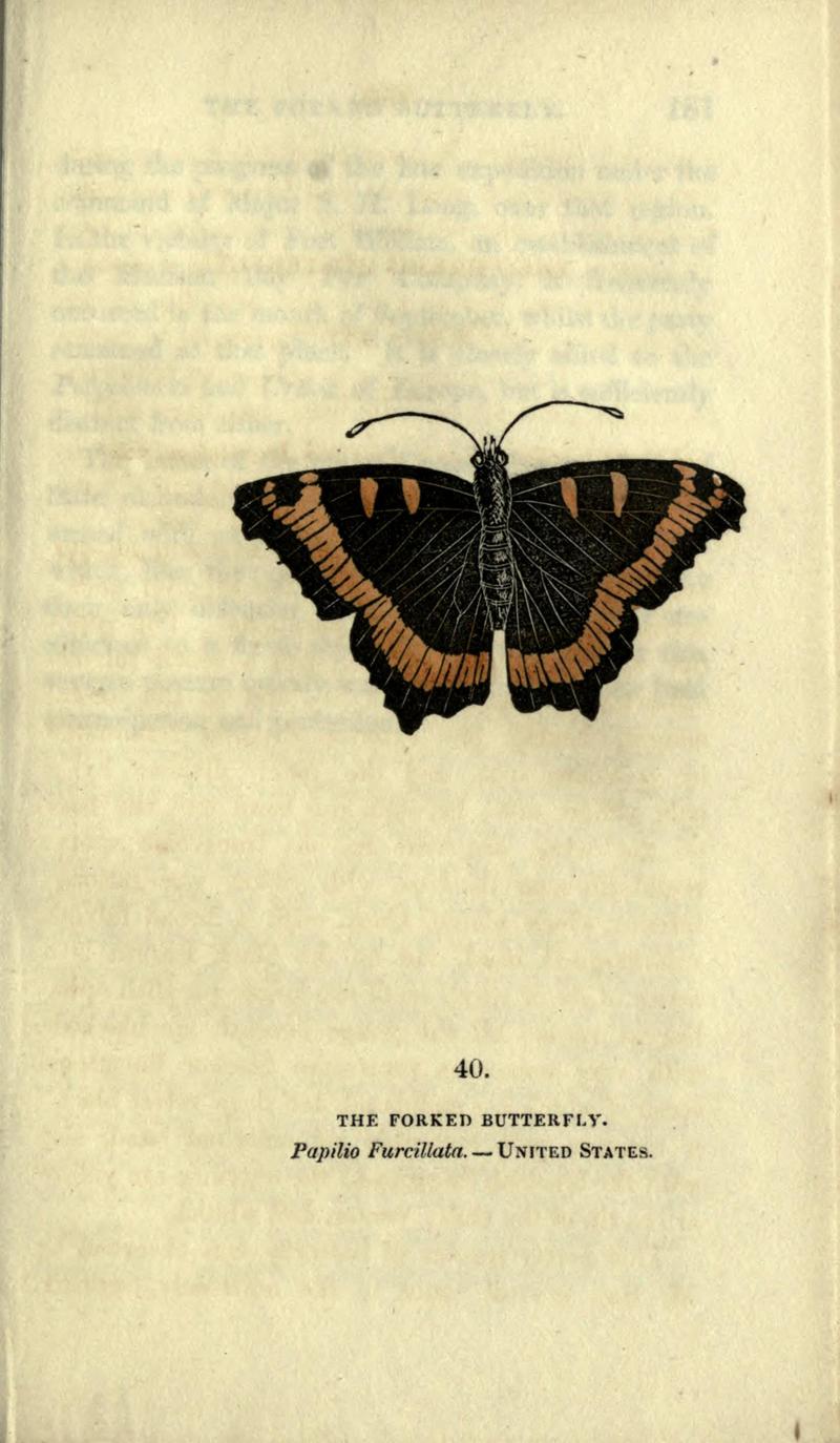 The book of butterflies, sphinxes and moths (Plate XL) BHL21521228