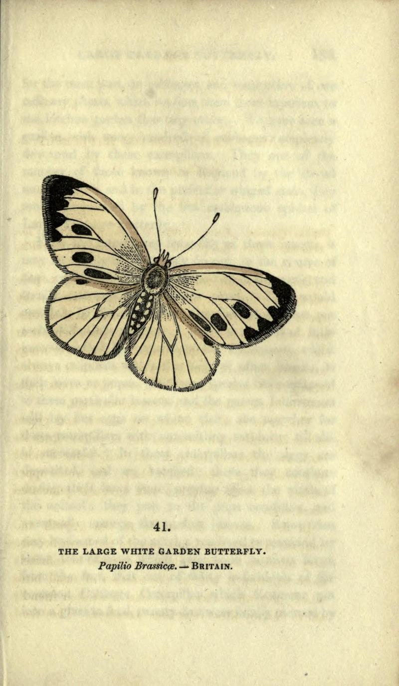 The book of butterflies, sphinxes and moths (Plate XLI) (6946232277)