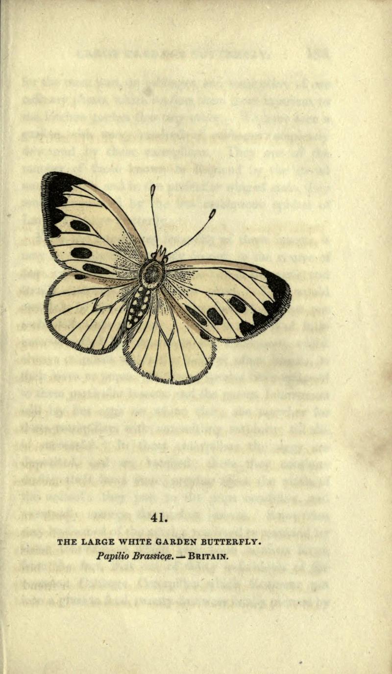 The book of butterflies, sphinxes and moths (Plate XLI) BHL21521232