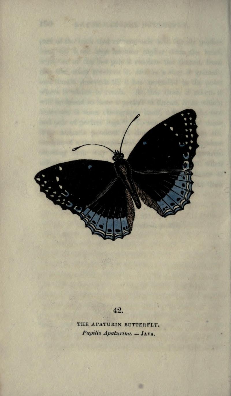 The book of butterflies, sphinxes and moths (Plate XLII) (6800126884)