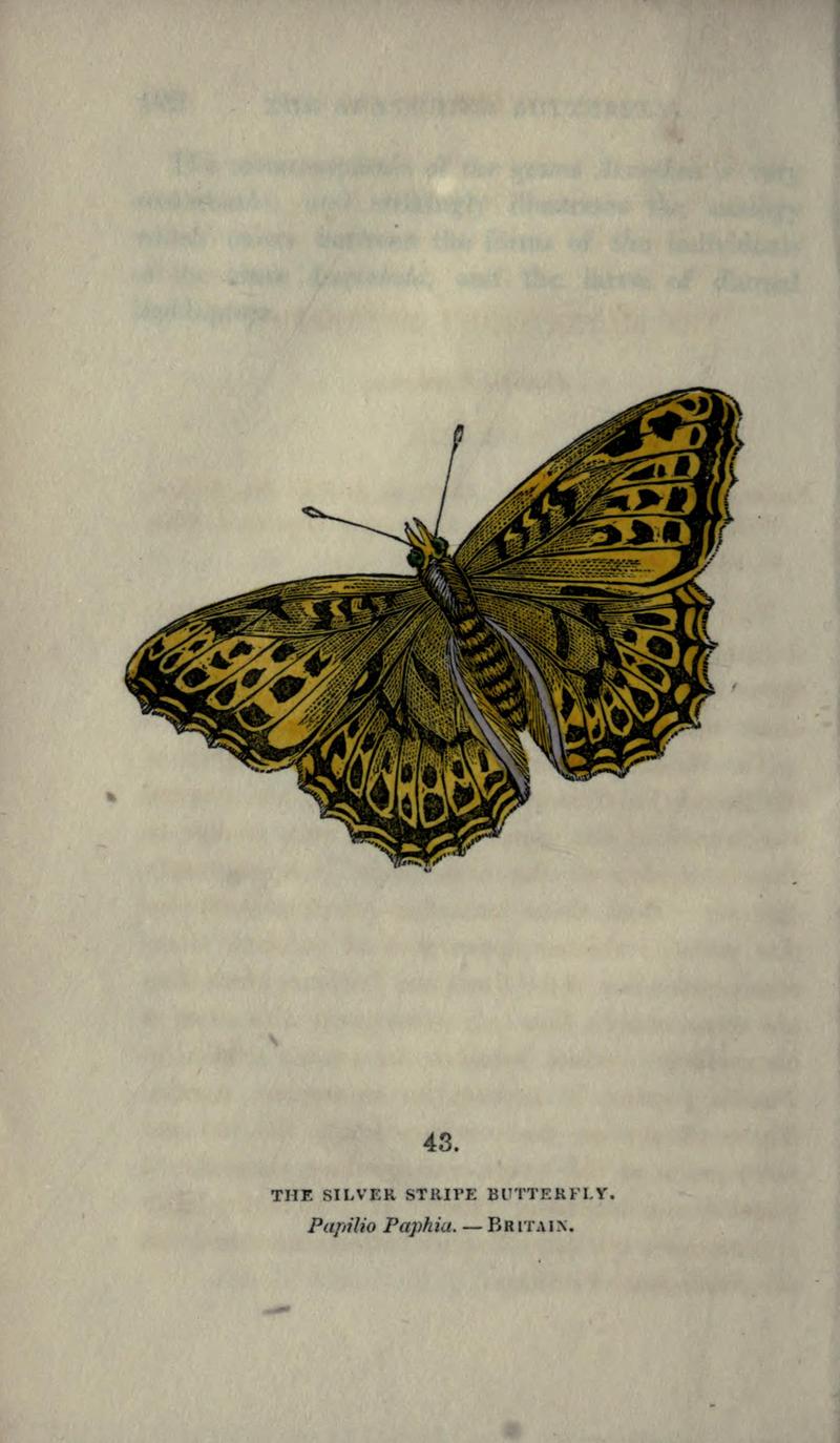 The book of butterflies, sphinxes and moths (Plate XLIII) BHL21521247