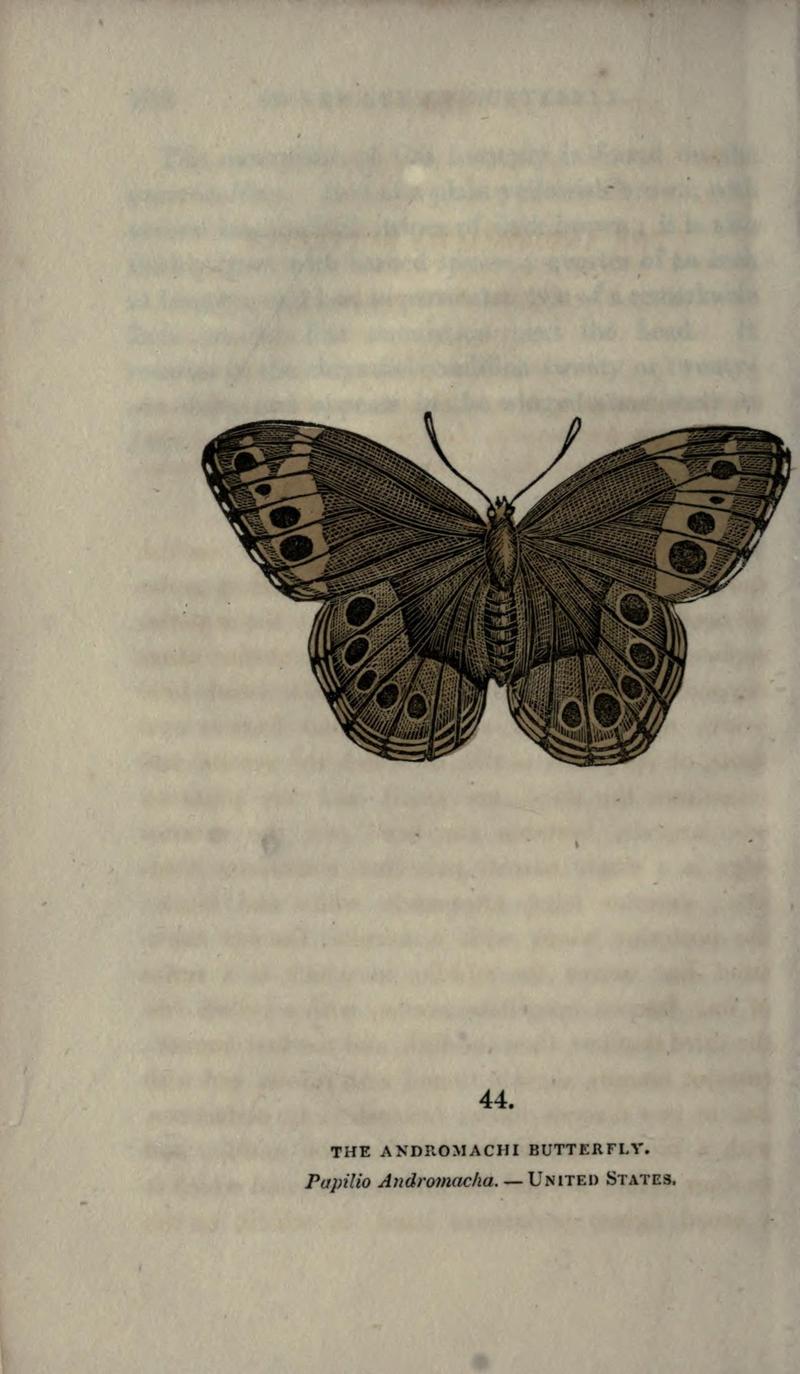 The book of butterflies, sphinxes and moths (Plate XLIV) (6946233273)