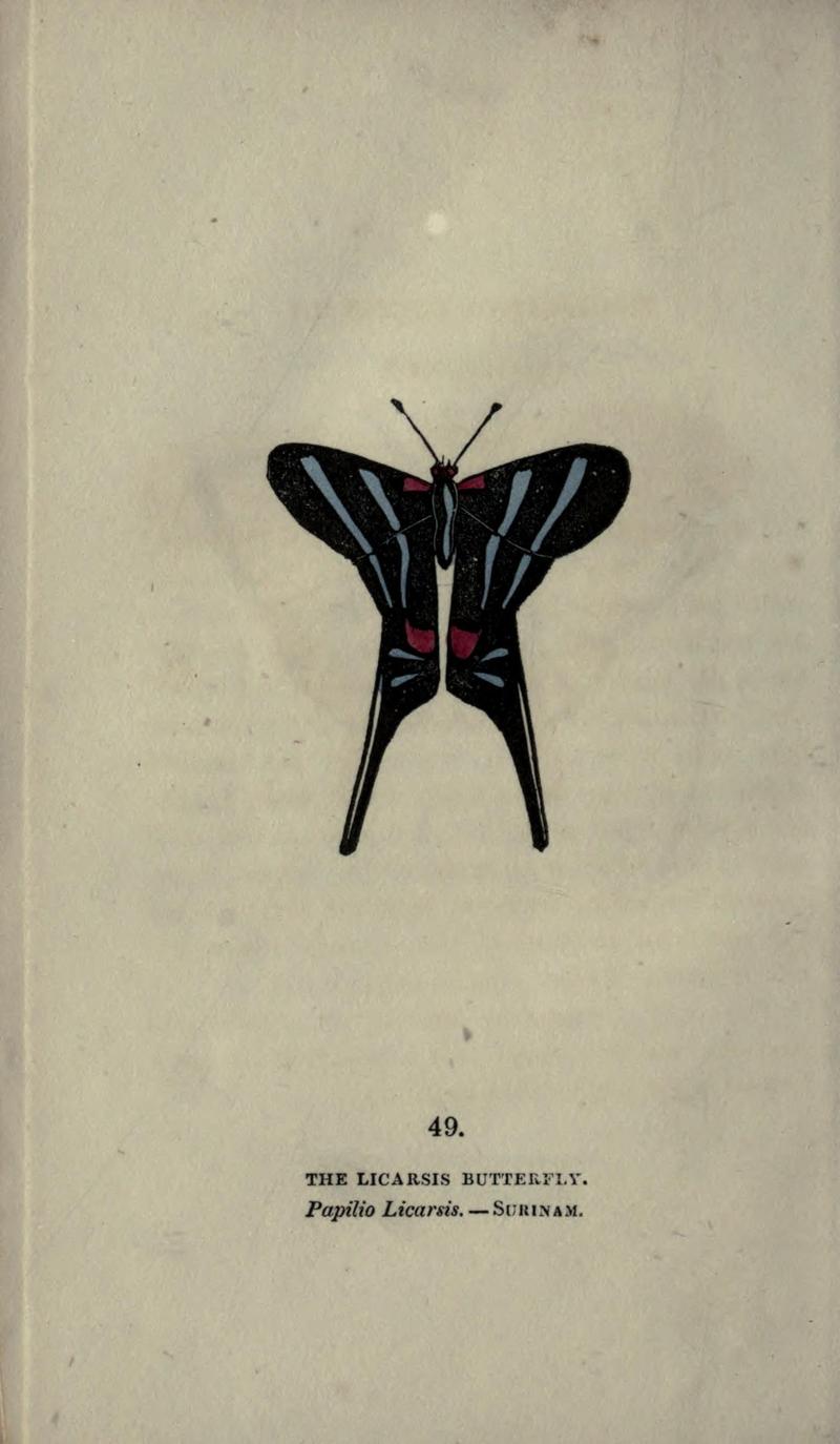 The book of butterflies, sphinxes and moths (Plate XLIX) (6800129424)