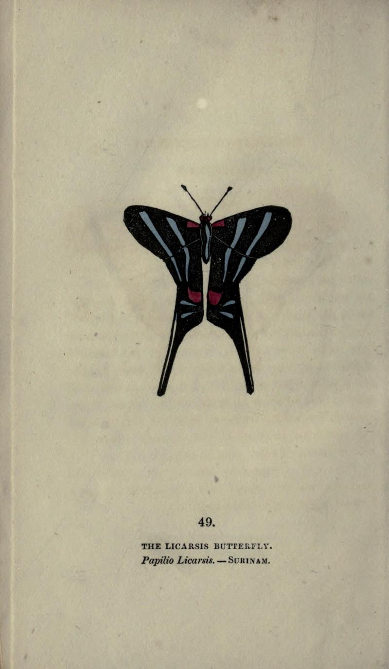 The book of butterflies, sphinxes and moths (Plate XLIX) BHL21521269