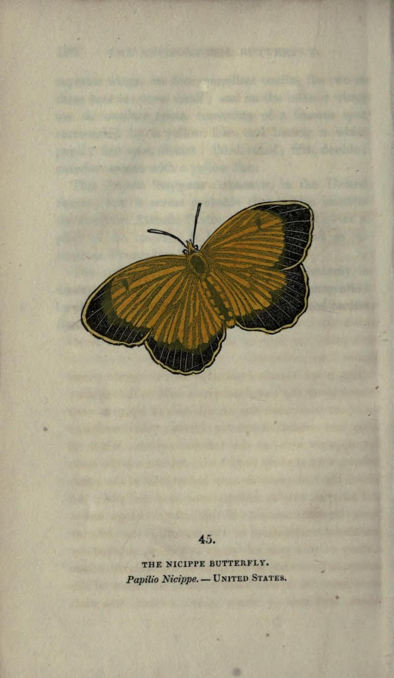 The book of butterflies, sphinxes and moths (Plate XLV) (6800127938)