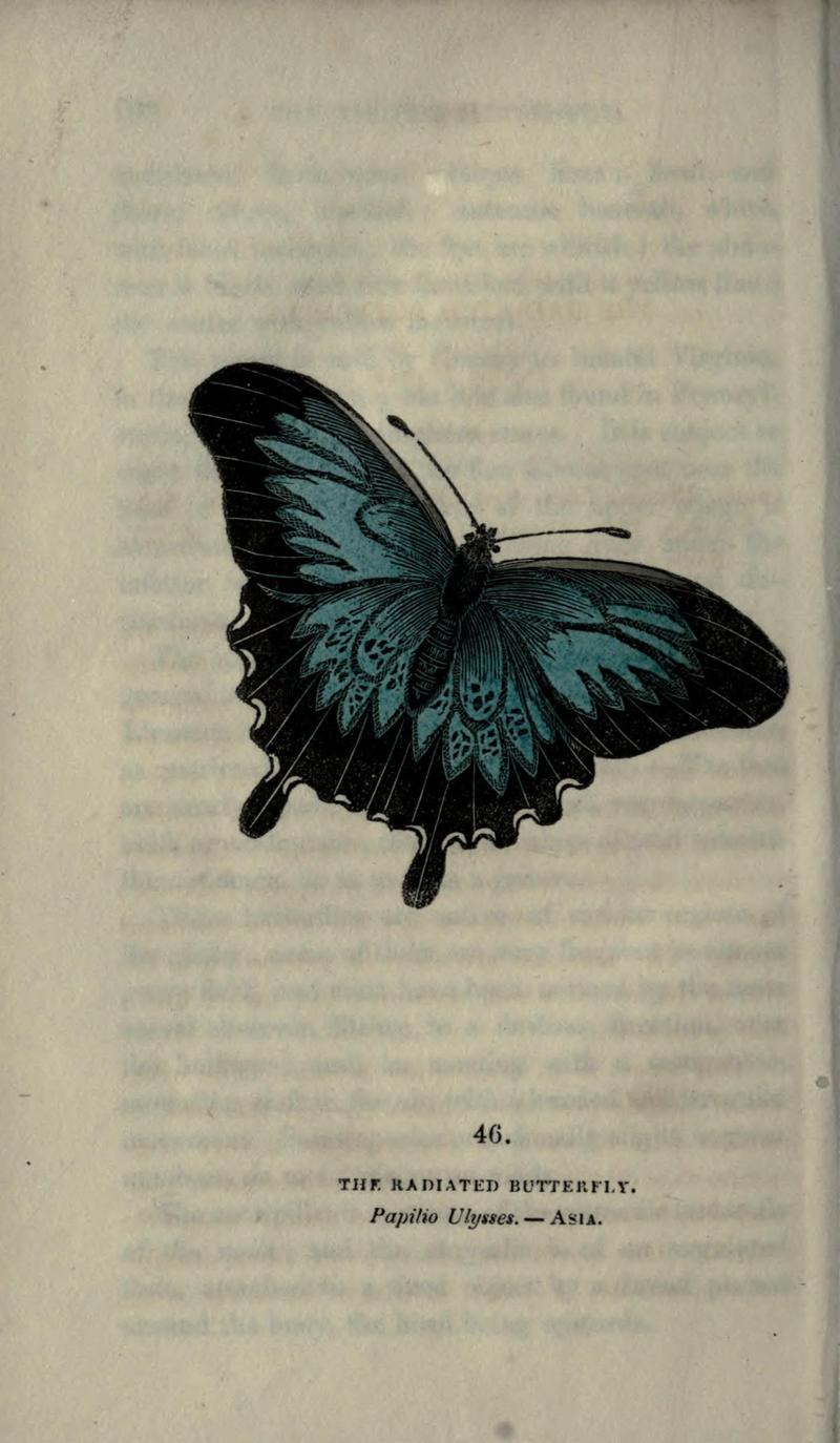 The book of butterflies, sphinxes and moths (Plate XLVI) (6800128246)