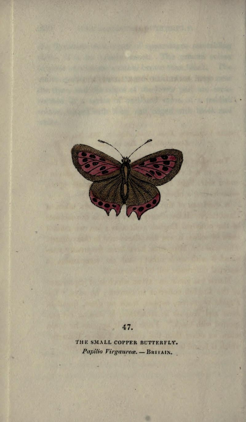 The book of butterflies, sphinxes and moths (Plate XLVII) (6800128662)
