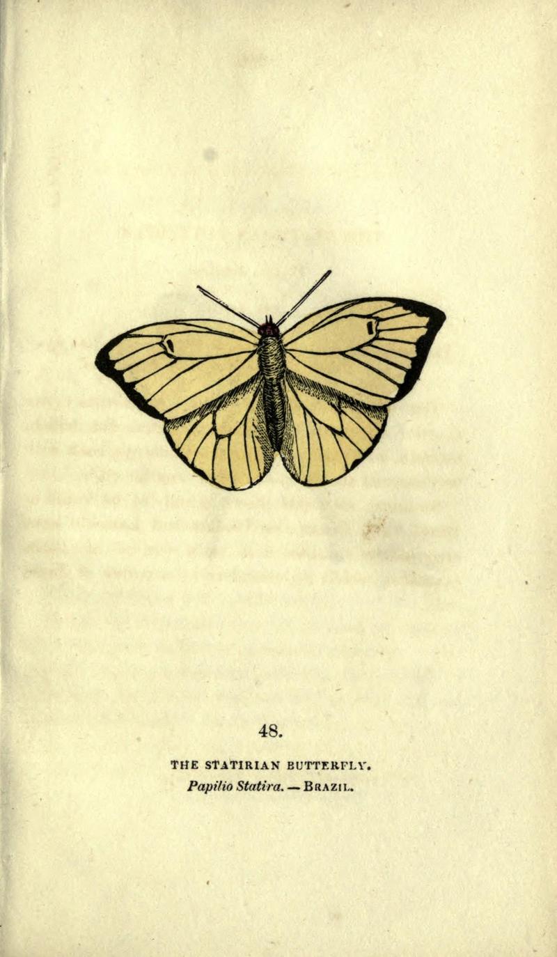 The book of butterflies, sphinxes and moths (Plate XLVIII) (6946234789)