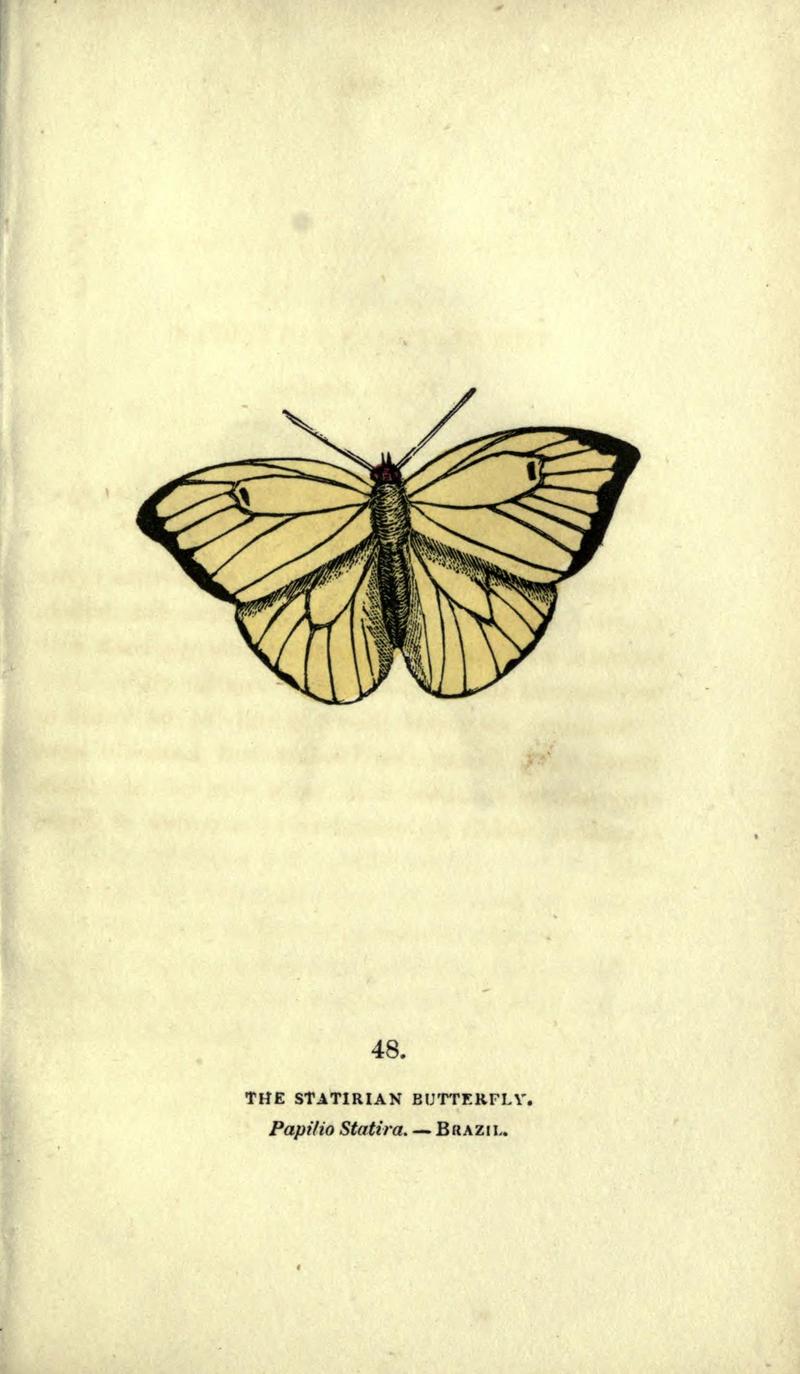 The book of butterflies, sphinxes and moths (Plate XLVIII) BHL21521266