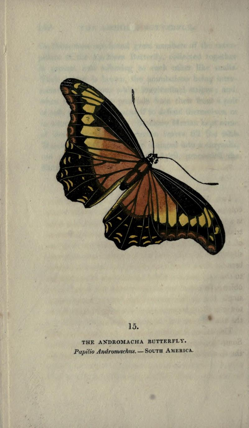 The book of butterflies, sphinxes and moths (Plate XV) BHL21521143