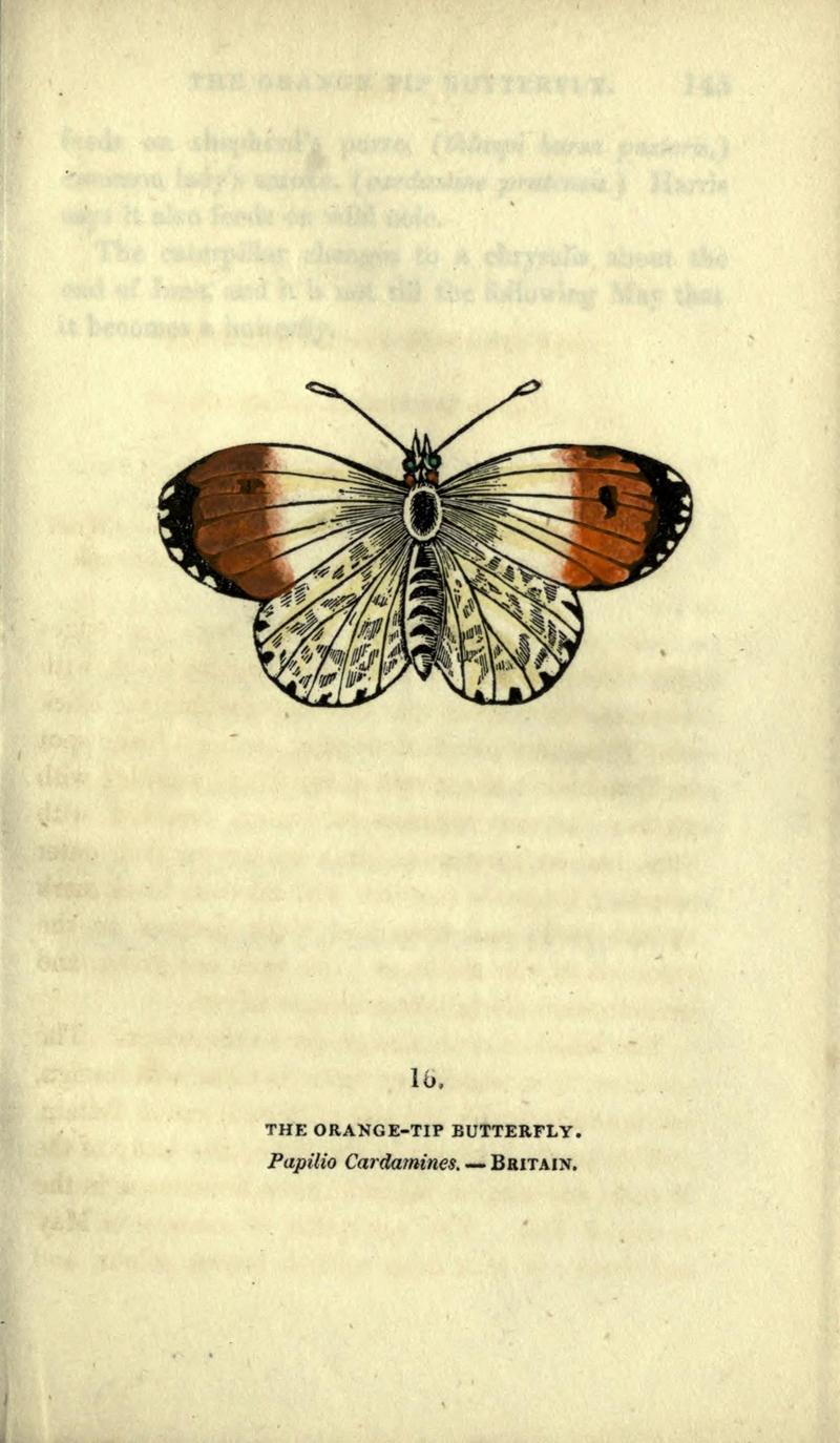 The book of butterflies, sphinxes and moths (Plate XVI) (6800118300)