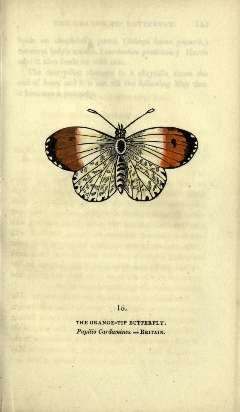 The book of butterflies, sphinxes and moths (Plate XVI) BHL21521146