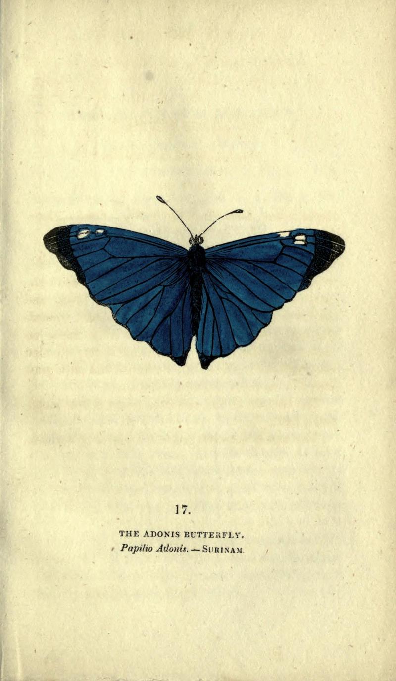 The book of butterflies, sphinxes and moths (Plate XVII) (6800118626)