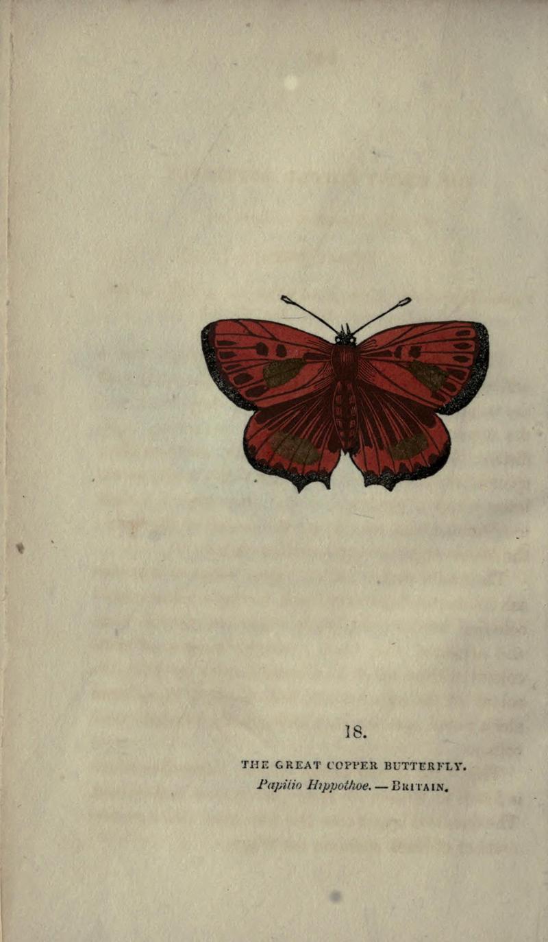 The book of butterflies, sphinxes and moths (Plate XVIII) BHL21521153