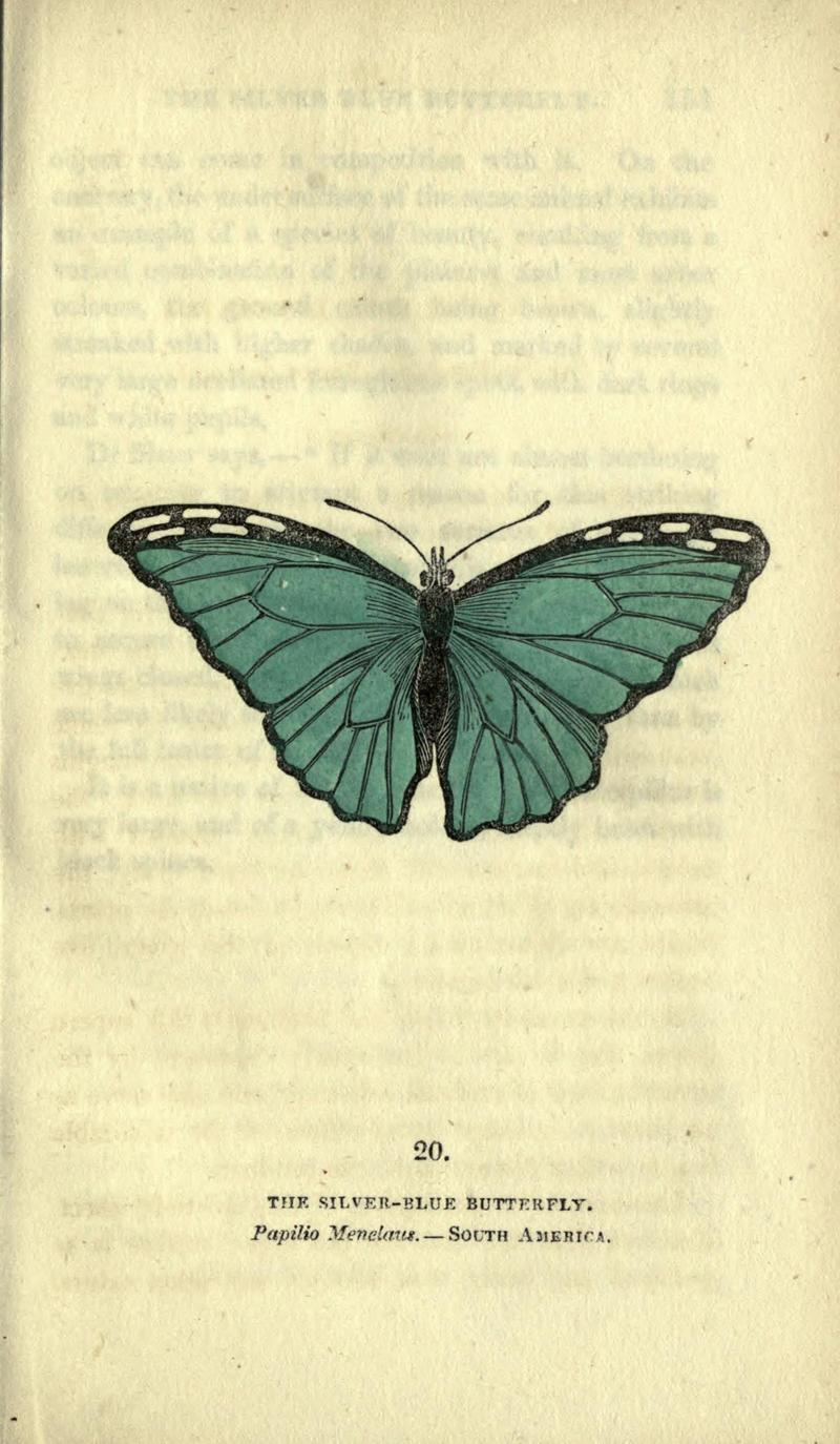 The book of butterflies, sphinxes and moths (Plate XX) (6946225255)