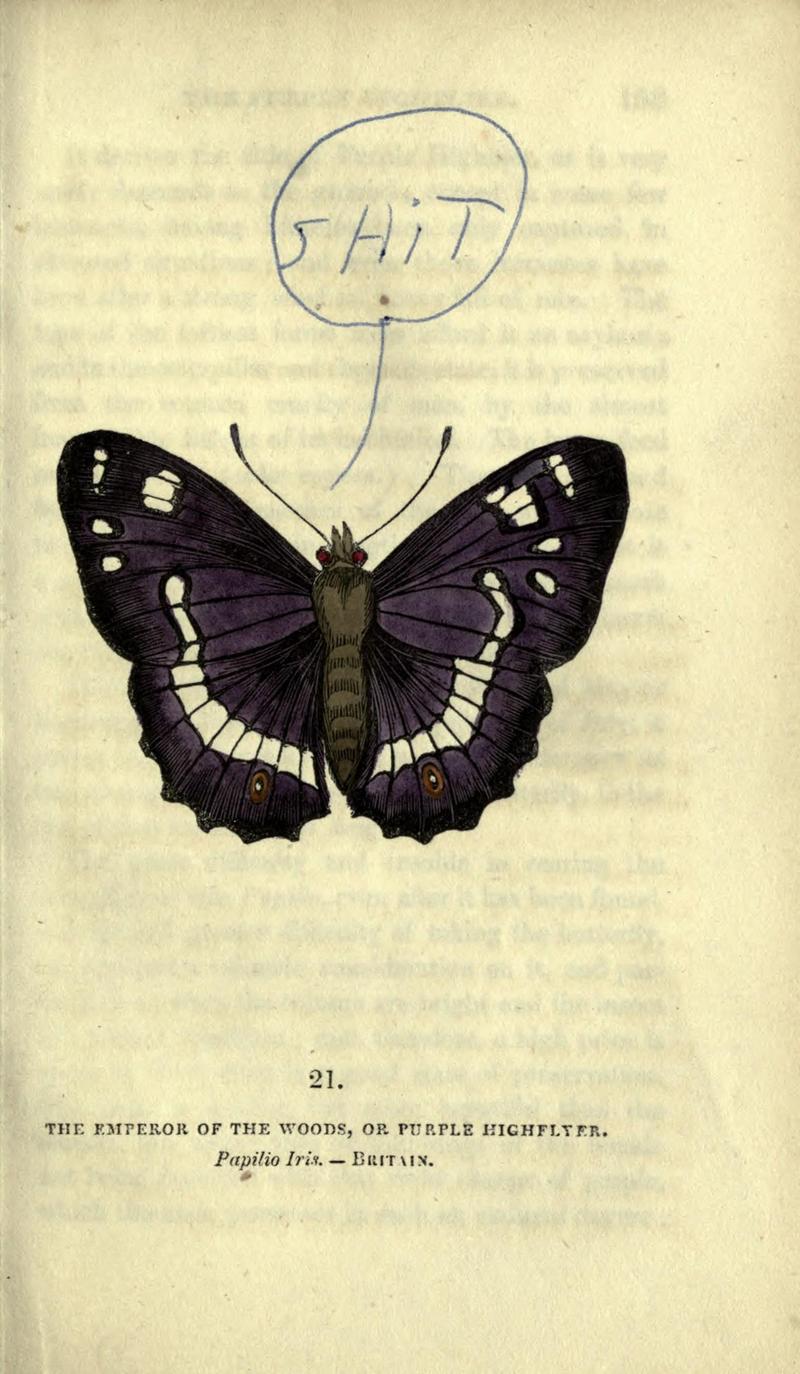 The book of butterflies, sphinxes and moths (Plate XXI) (6800119908)