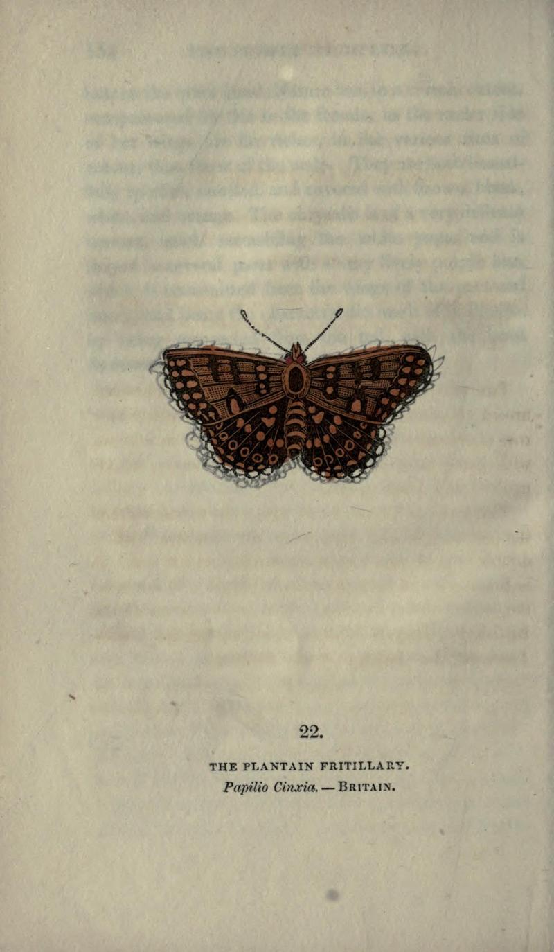 The book of butterflies, sphinxes and moths (Plate XXII) (6946225913)