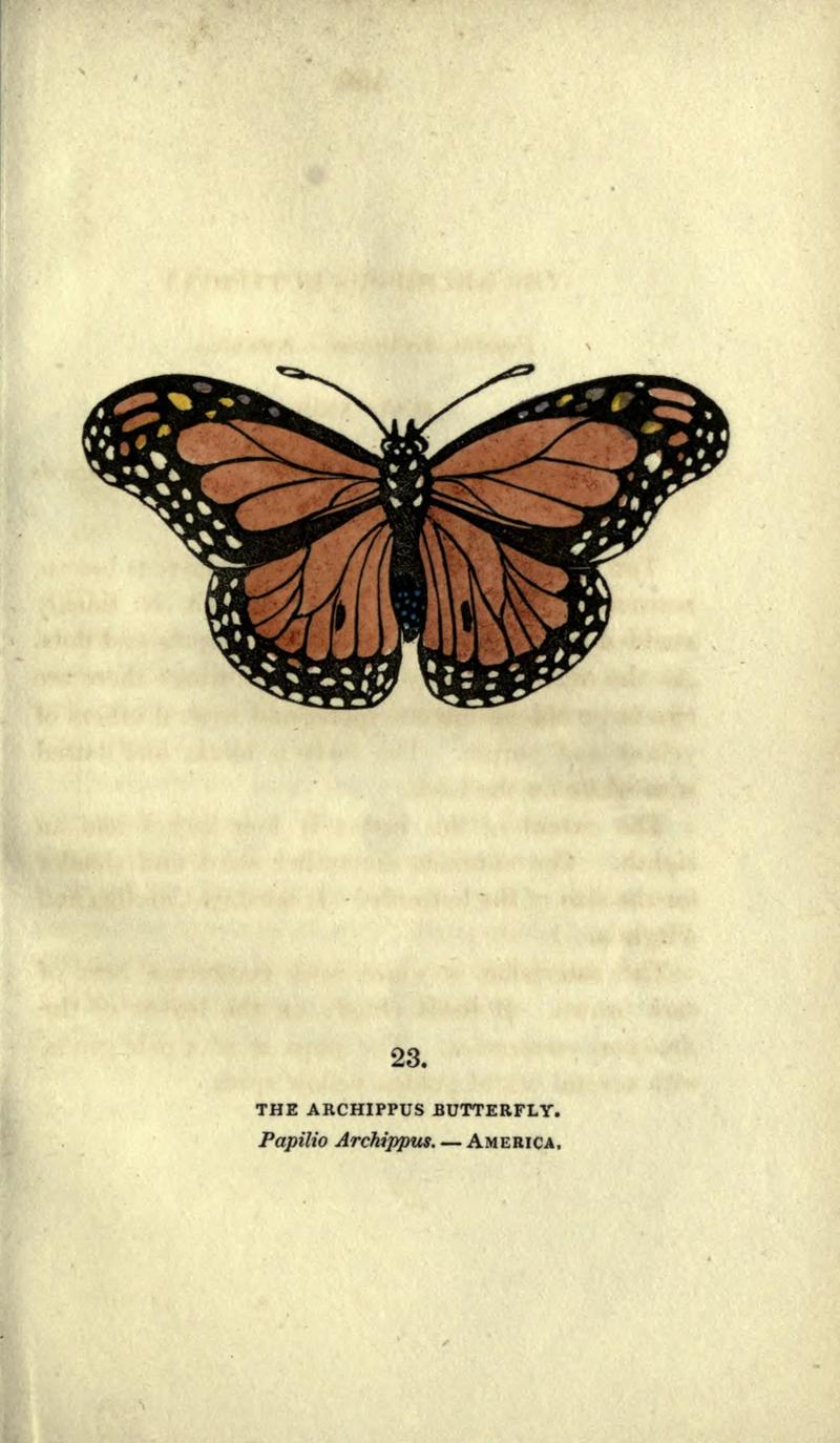 The book of butterflies, sphinxes and moths (Plate XXIII) (6946226157)