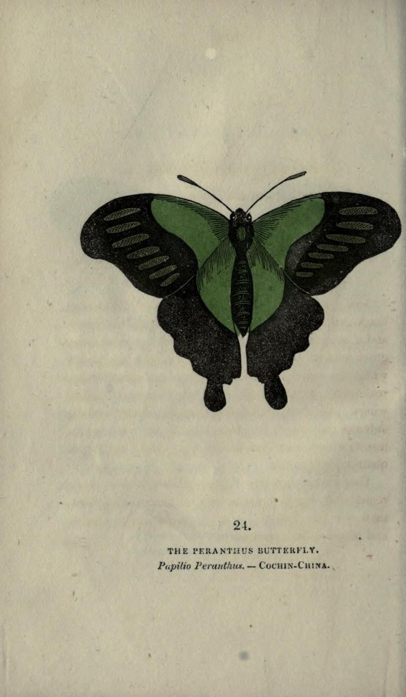 The book of butterflies, sphinxes and moths (Plate XXIV) (6800120892)
