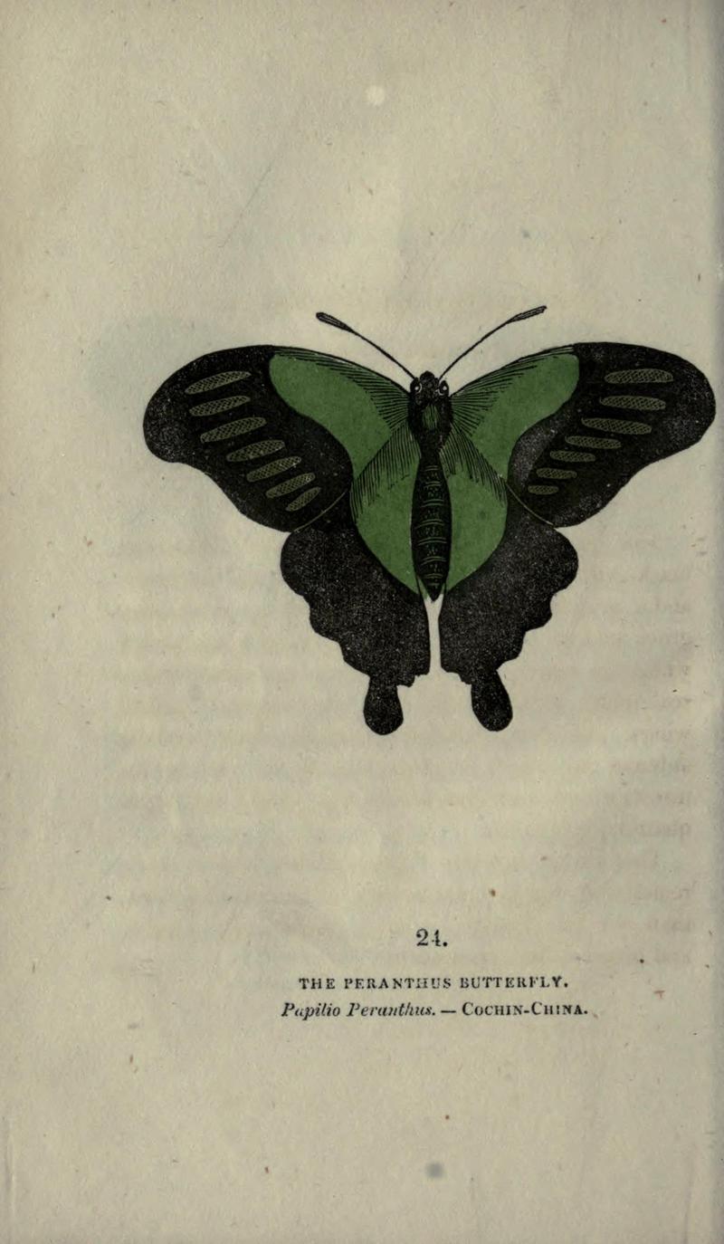 The book of butterflies, sphinxes and moths (Plate XXIV) BHL21521175