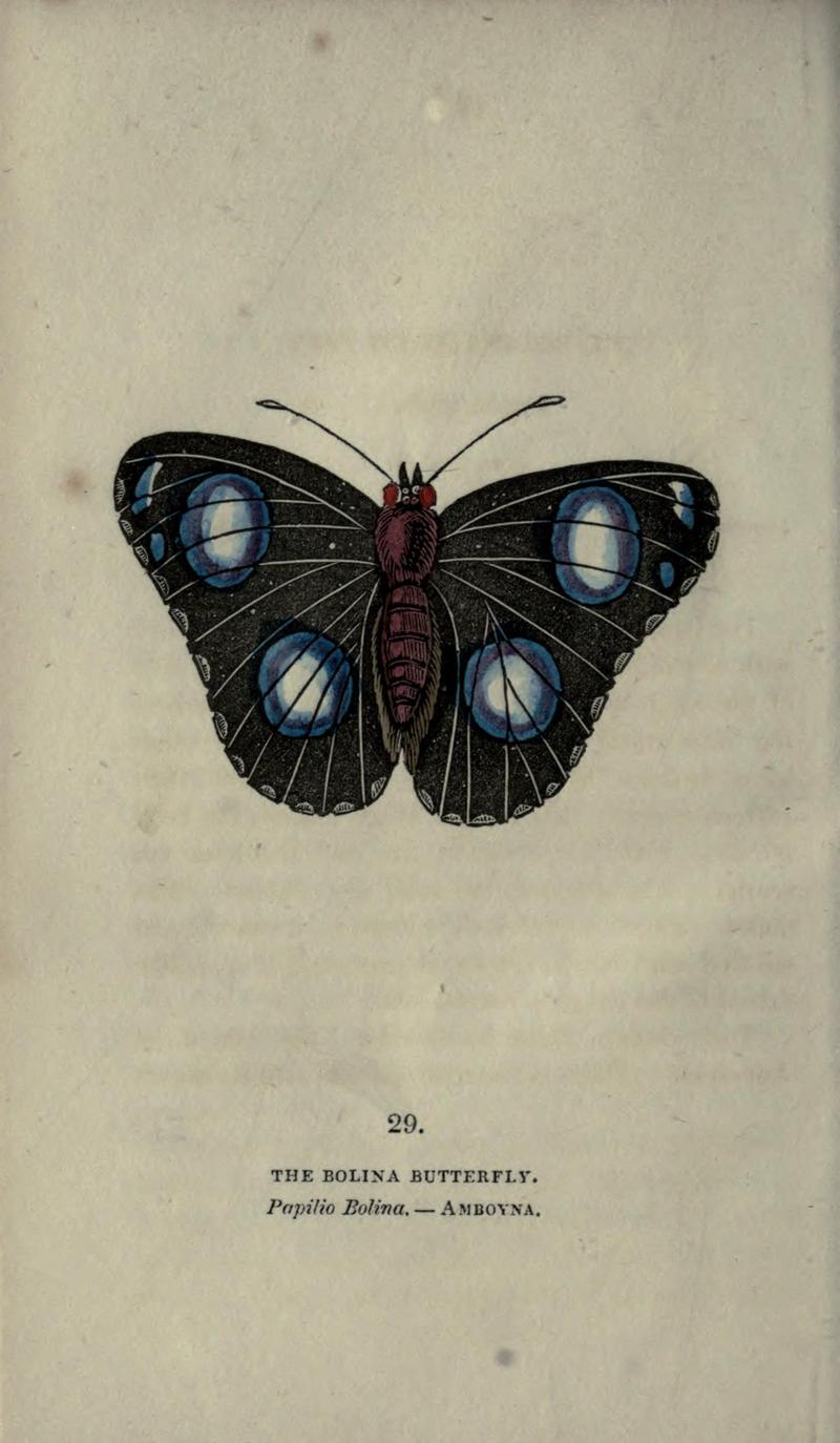 The book of butterflies, sphinxes and moths (Plate XXIX) BHL21521193
