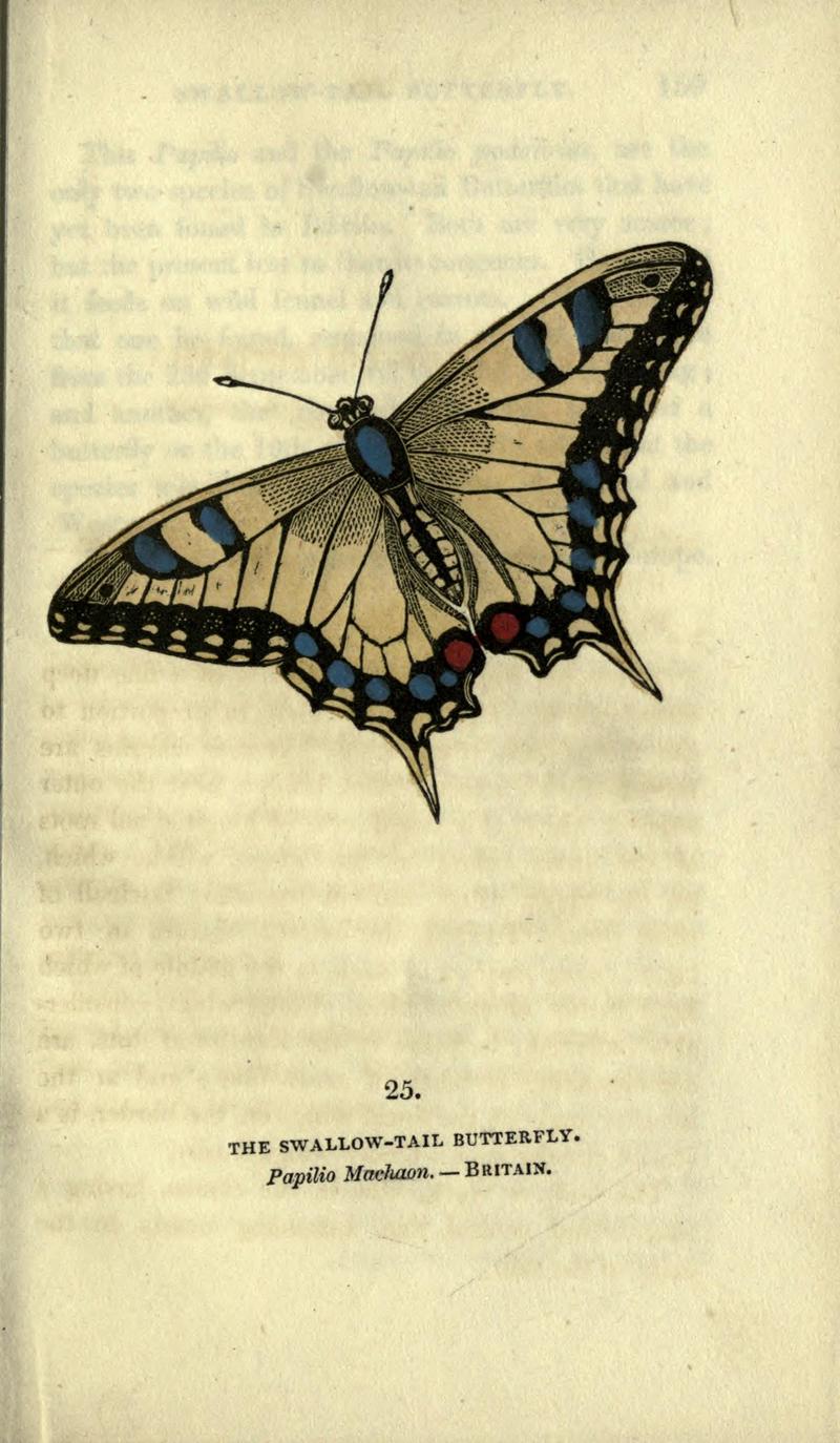 The book of butterflies, sphinxes and moths (Plate XXV) BHL21521178