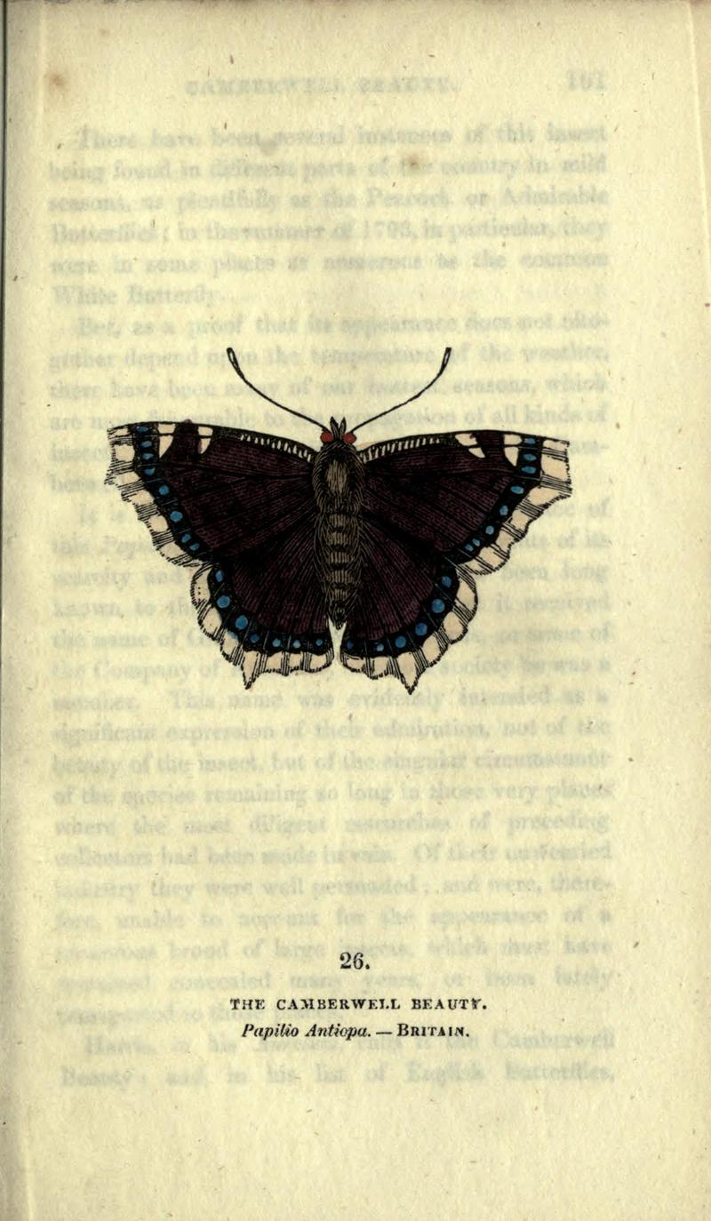 The book of butterflies, sphinxes and moths (Plate XXVI) BHL21521182