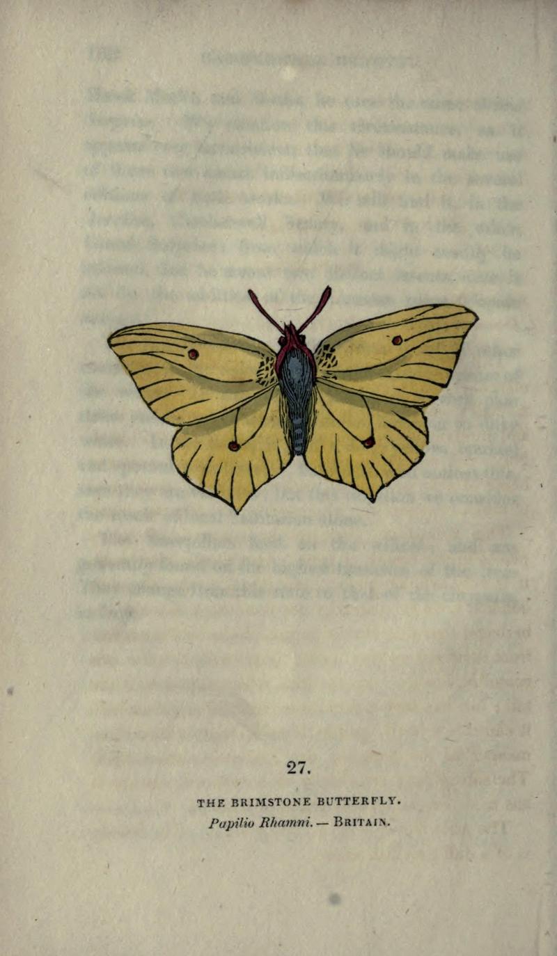 The book of butterflies, sphinxes and moths (Plate XXVII) (6800121852)