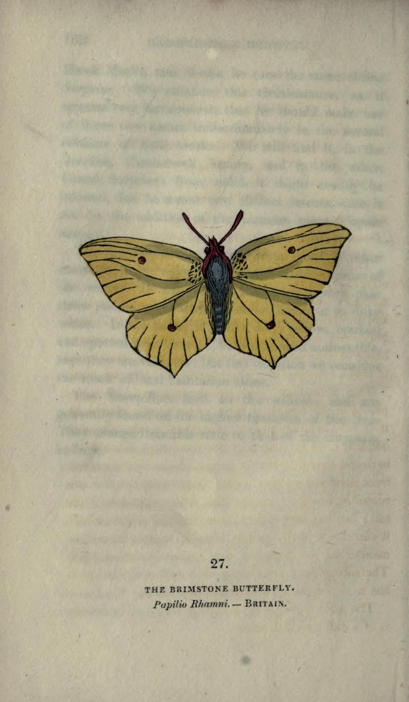 The book of butterflies, sphinxes and moths (Plate XXVII) BHL21521187