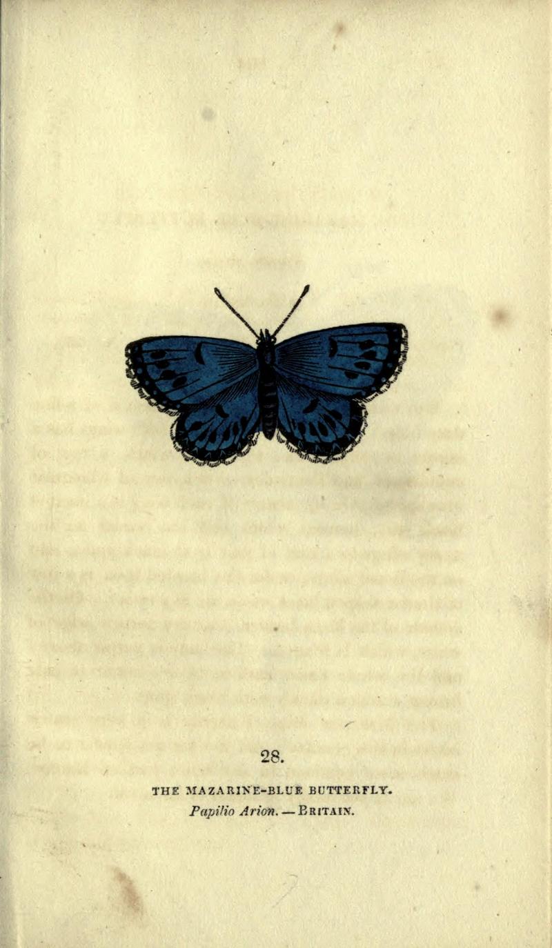 The book of butterflies, sphinxes and moths (Plate XXVIII) (6946227937)