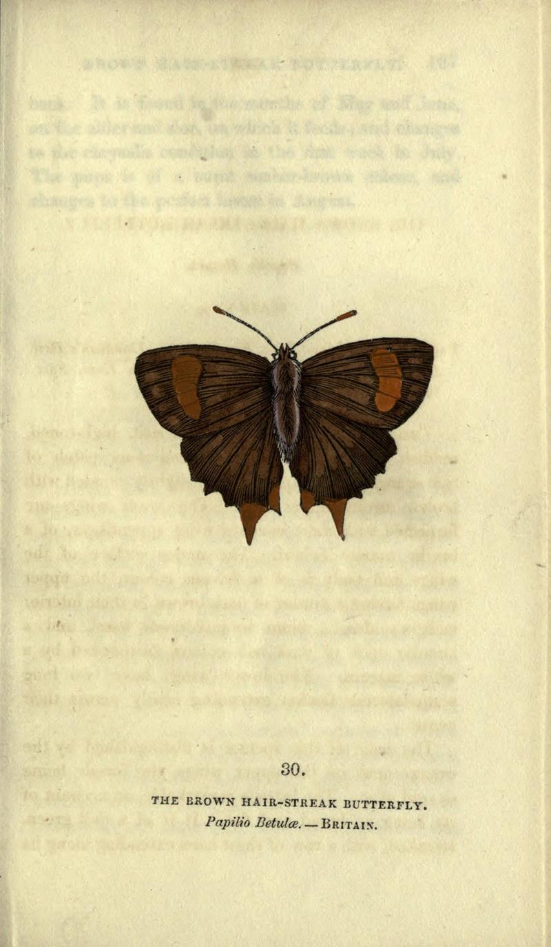 The book of butterflies, sphinxes and moths (Plate XXX) (6946228705)