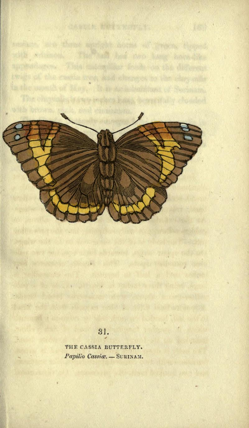 The book of butterflies, sphinxes and moths (Plate XXXI) BHL21521200
