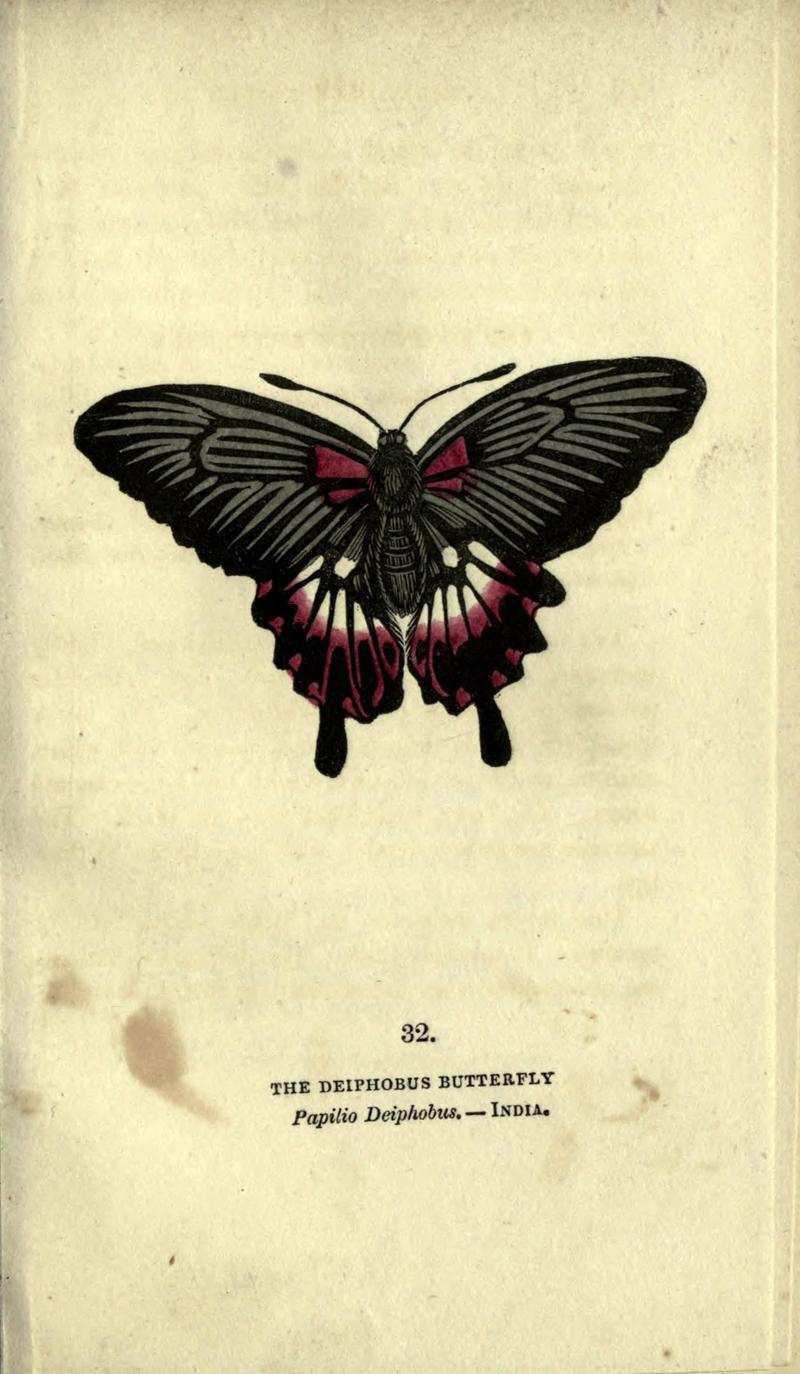 The book of butterflies, sphinxes and moths (Plate XXXII) (6946229483)