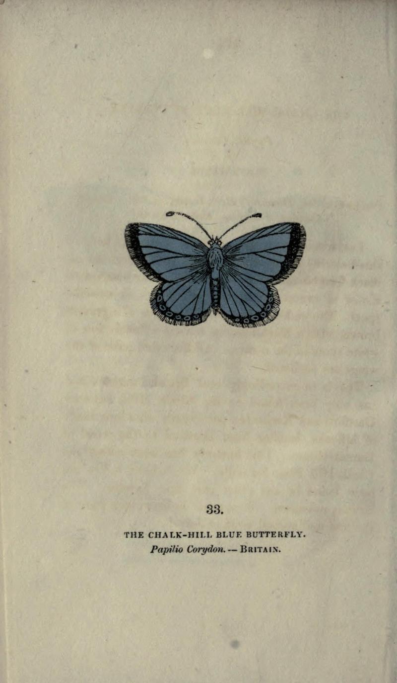 The book of butterflies, sphinxes and moths (Plate XXXIII) BHL21521207
