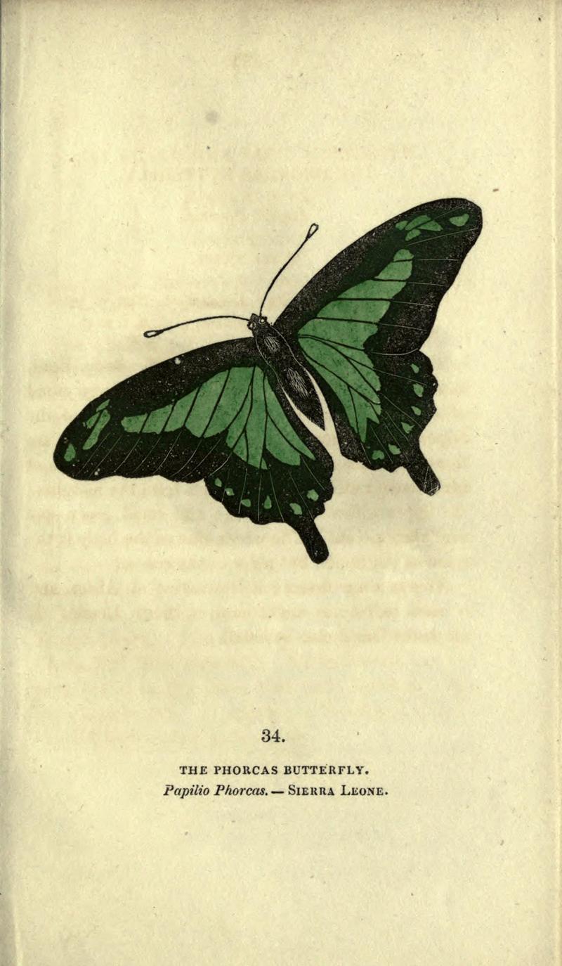 The book of butterflies, sphinxes and moths (Plate XXXIV) BHL21521210